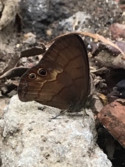 Cyllopsis argentella
