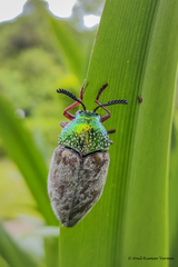 Sternocera chrysis