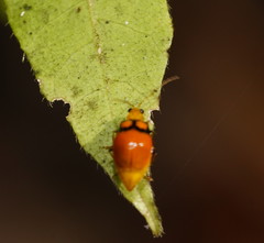 Monolepta oculata