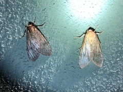 Pseudohemihyalea labecula