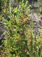 Erica capensis