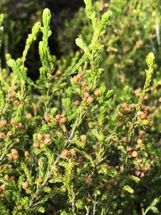 Erica capensis