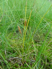 Carex rostrata