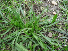 Plantago coronopus coronopus