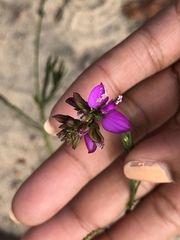 Polygala recognita