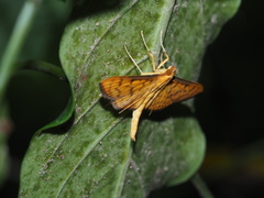 Endocrossis caldusalis