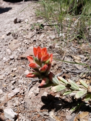 Castilleja nervata