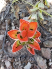 Castilleja nervata