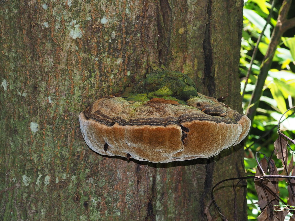 Hornodermoporus