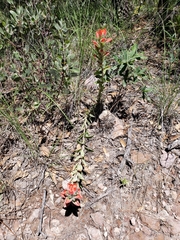 Castilleja nervata