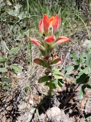 Castilleja nervata