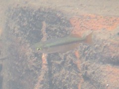 Melanotaenia splendida splendida