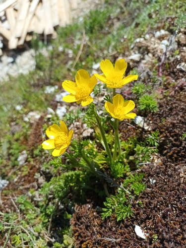 Image of Ranunculus millefoliatus by (c) Salza Palpurina, some rights reserved (CC BY)