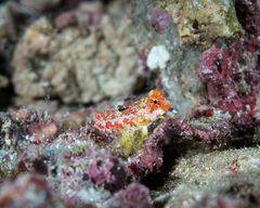 Moyer's Dragonet photo 3