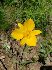 Calochortus venustulus