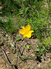 Calochortus venustulus