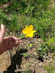Calochortus venustulus