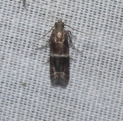 Moodna ostrinella