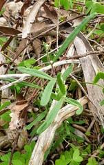 Helichrysum leucopsideum
