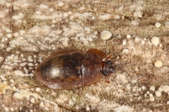 Lobiopa insularis