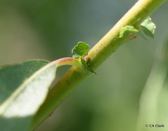 Salix exigua hindsiana