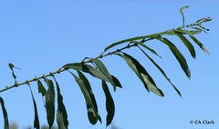 Salix exigua hindsiana