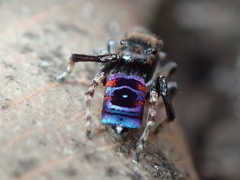 Maratus karrie