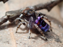 Maratus karrie