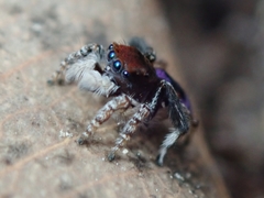 Maratus karrie