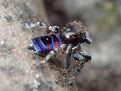 Maratus karrie