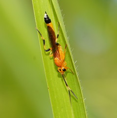 Ischnojoppa luteator