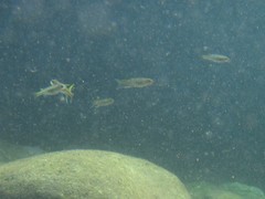 Pseudomugil signifer