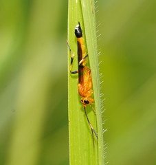 Ischnojoppa luteator