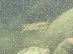 Pseudomugil signifer