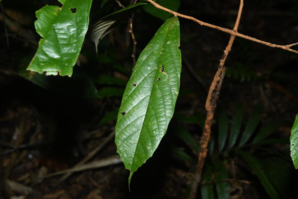 Lueheopsis rosea