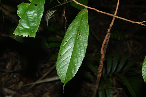 Lueheopsis rosea