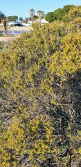 Melaleuca lanceolata