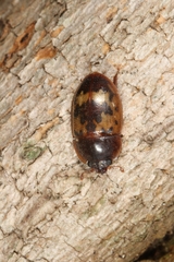 Lobiopa retusa