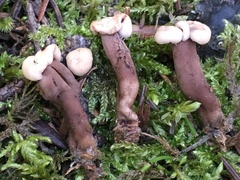 Cudoniaceae