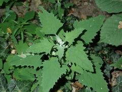 Chenopodium album