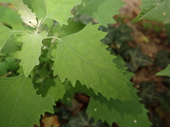 Chenopodium album