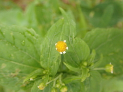 Galinsoga parviflora