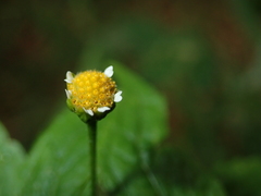 Galinsoga parviflora
