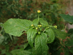 Galinsoga parviflora