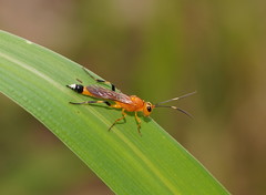 Ischnojoppa luteator