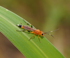 Ischnojoppa luteator