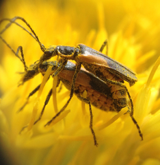Chauliognathus deceptus