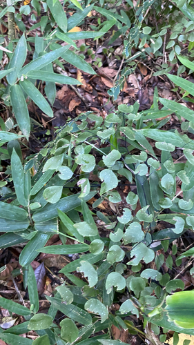 Adiantum subcordatum, photograph 5