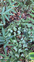 (c) Rafael Silva, some rights reserved (CC BY-SA) Adiantum subcordatum, photograph (c) Rafael Silva, some rights reserved (CC BY-SA)
