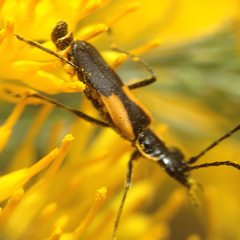 Chauliognathus deceptus